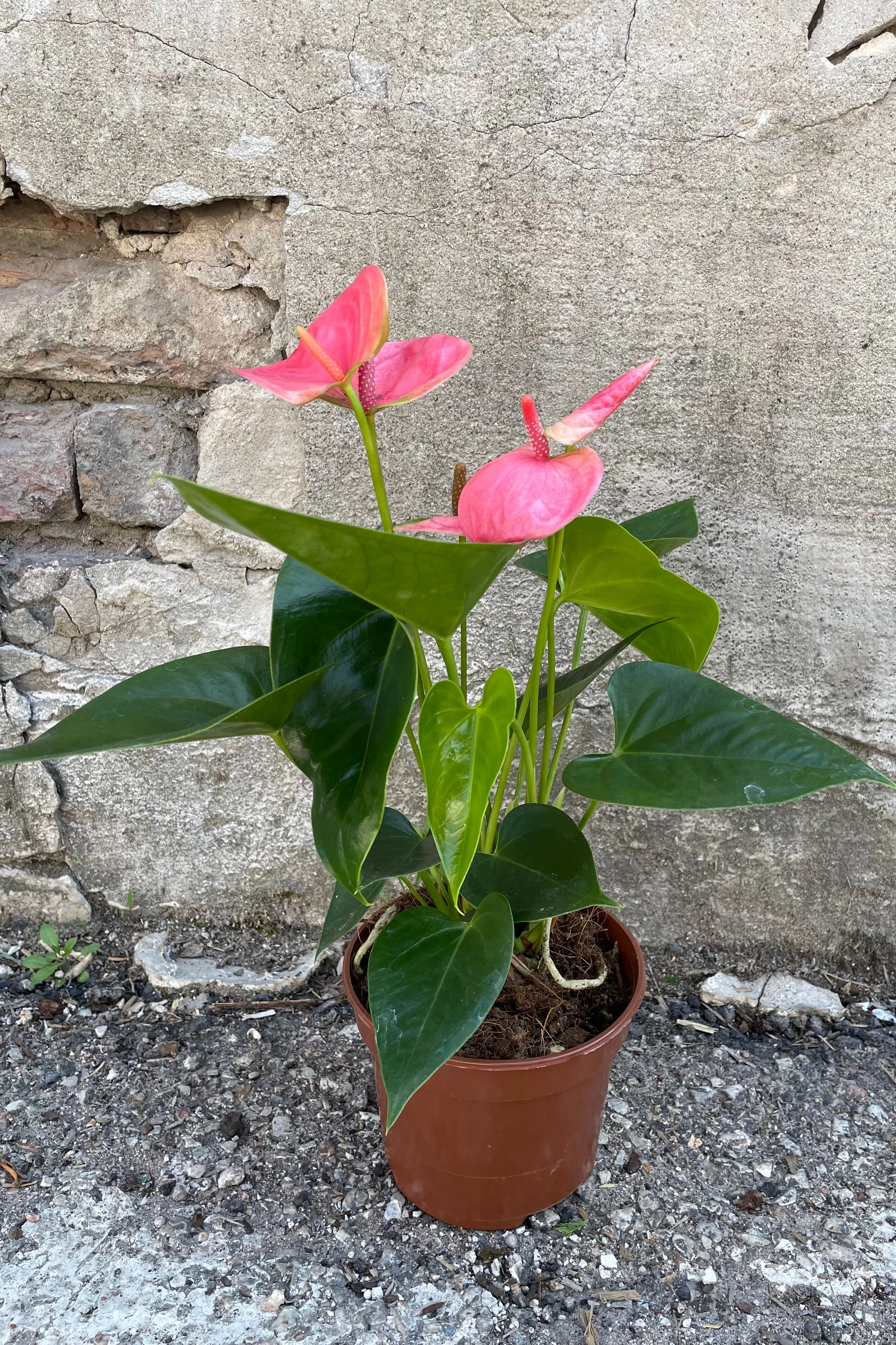 Anthurium hybrid 5"