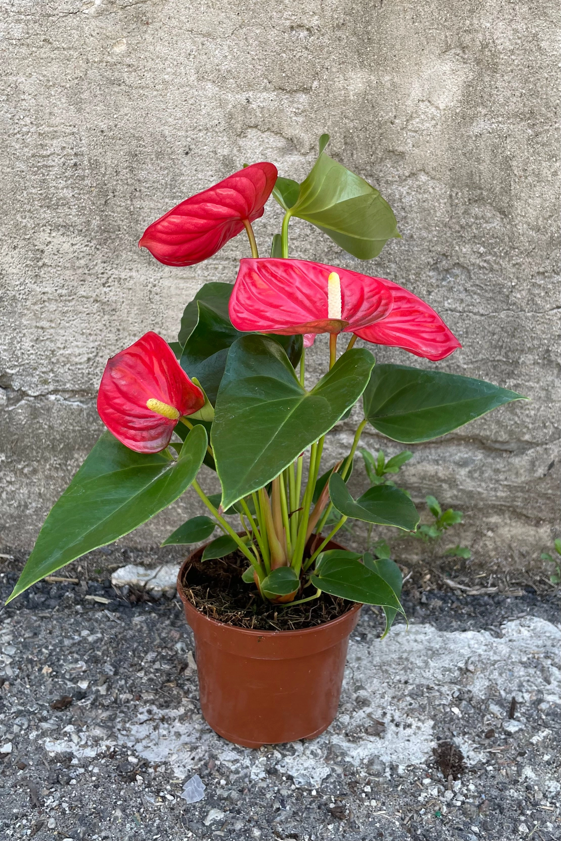Anthurium hybrid 5"
