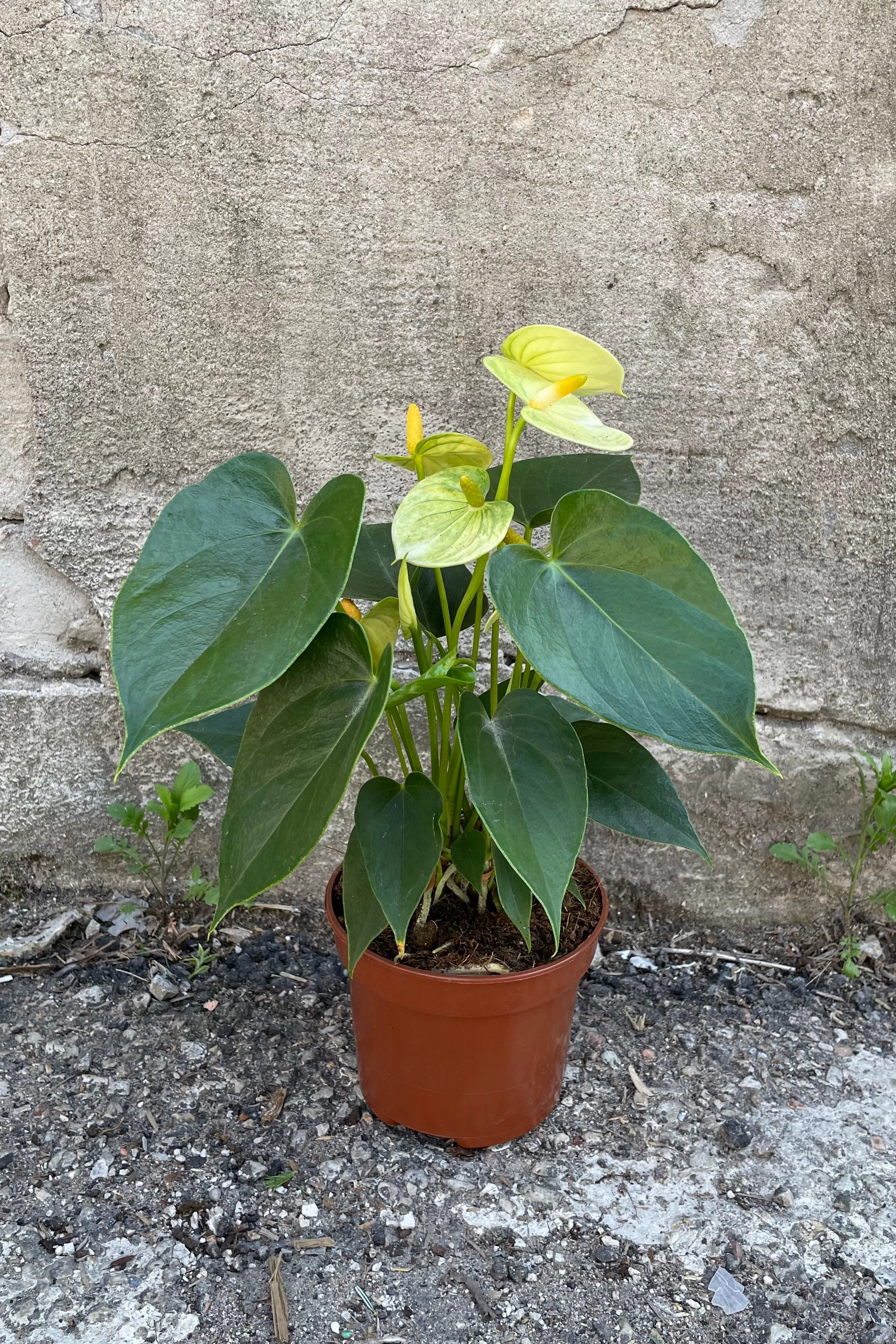 Anthurium hybrid 5"