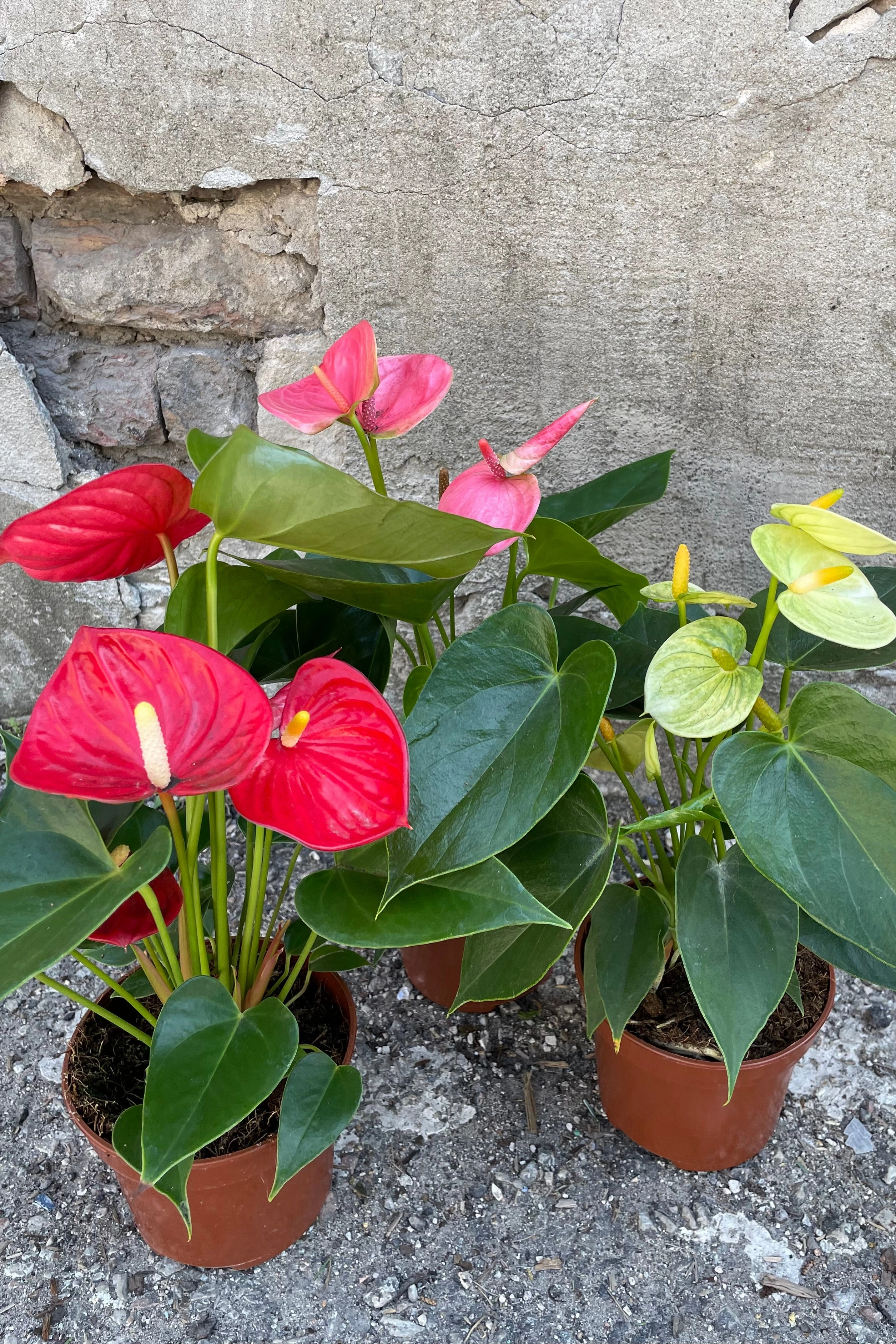 Anthurium hybrid 5"