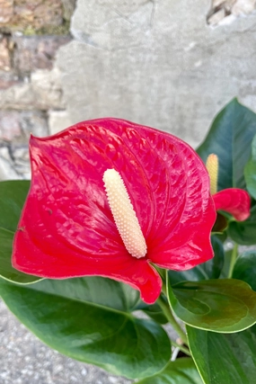 Anthurium hybrid (red) 6" medium flower pot  