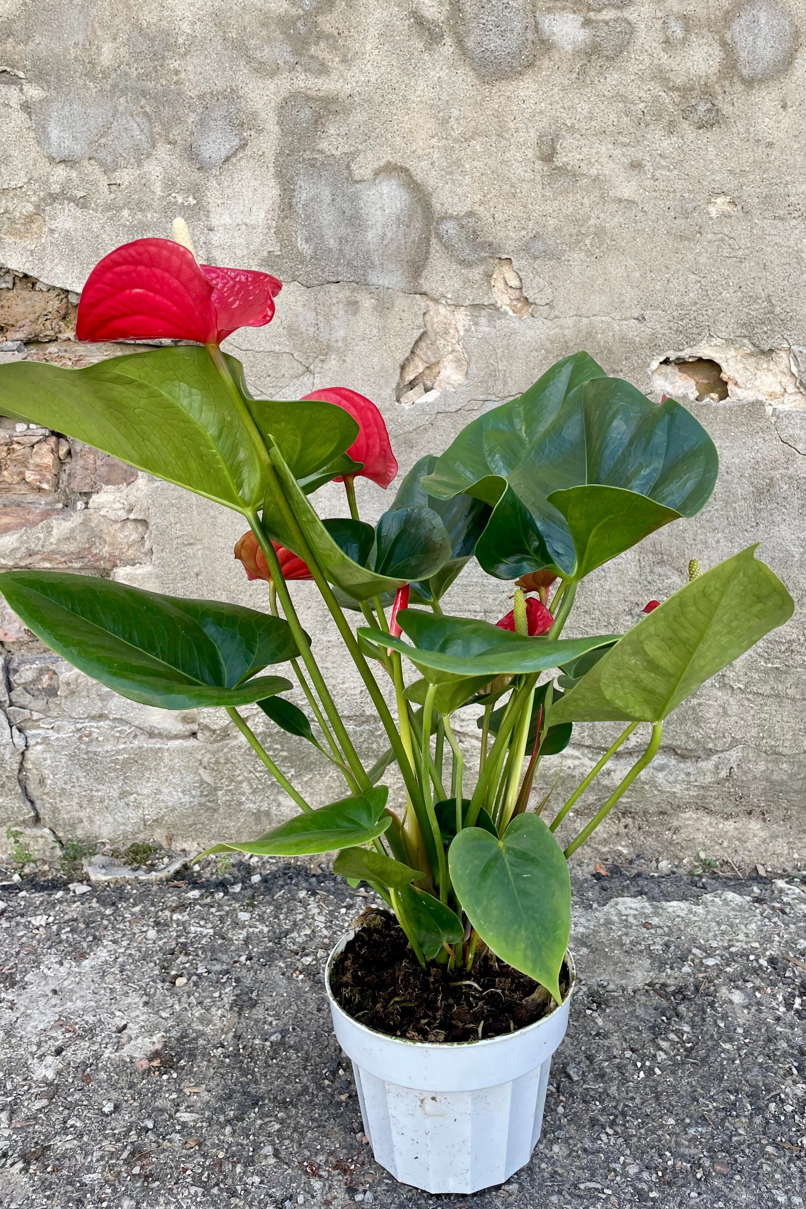 Anthurium hybrid (red) 6"