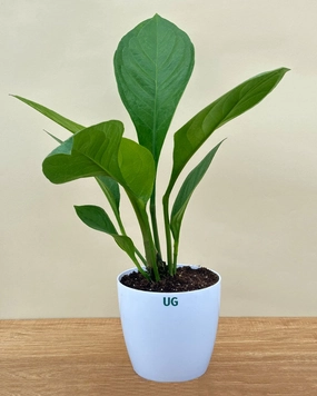 Anthurium jenmanii | Bird's Nest Anthurium medium flower pot  