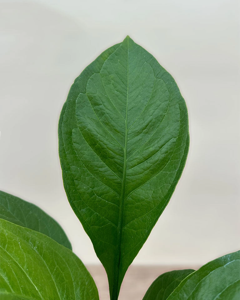 Anthurium jenmanii | Bird's Nest Anthurium