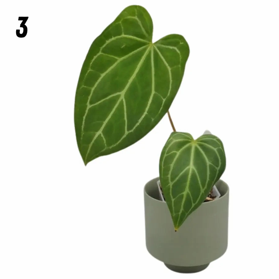 Anthurium magnificum (pure)