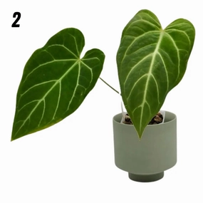 Anthurium magnificum (pure) large flower pot  