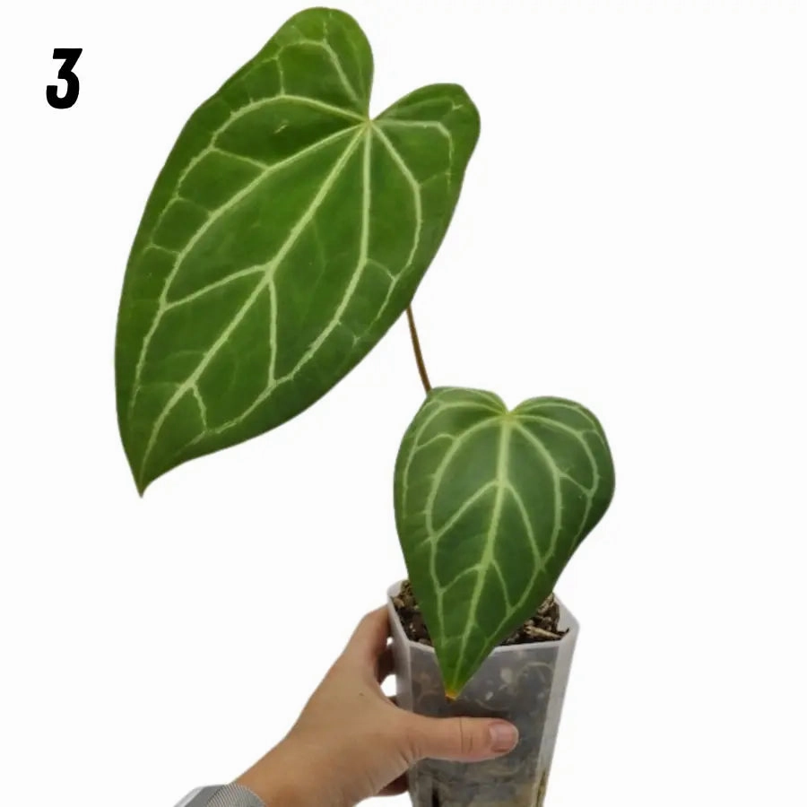 Anthurium magnificum (pure)
