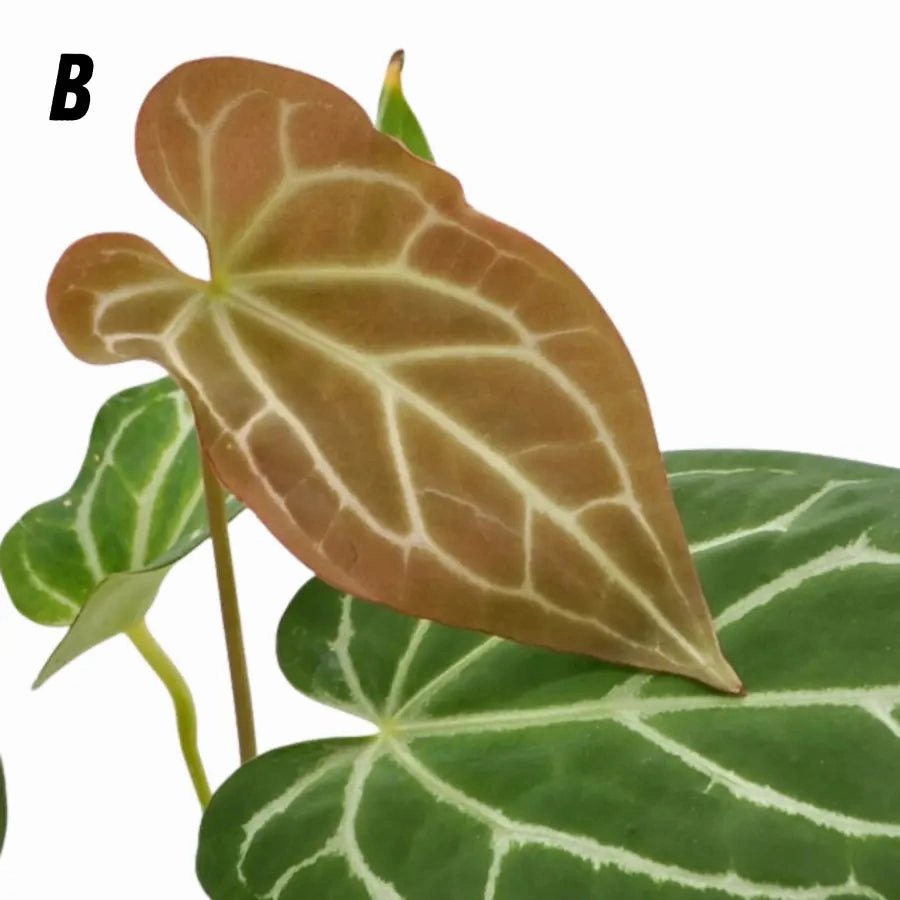 Anthurium magnificum x