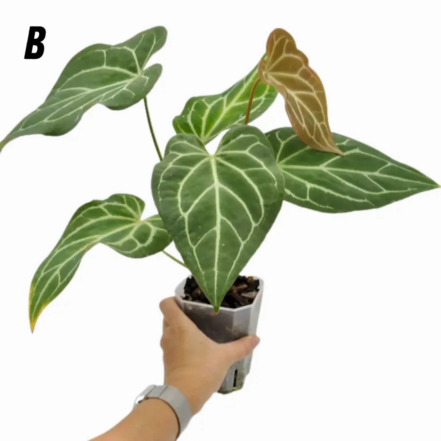 Anthurium magnificum x