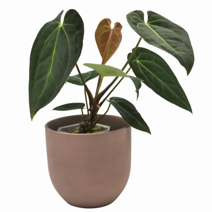 Anthurium magnificum x BHP