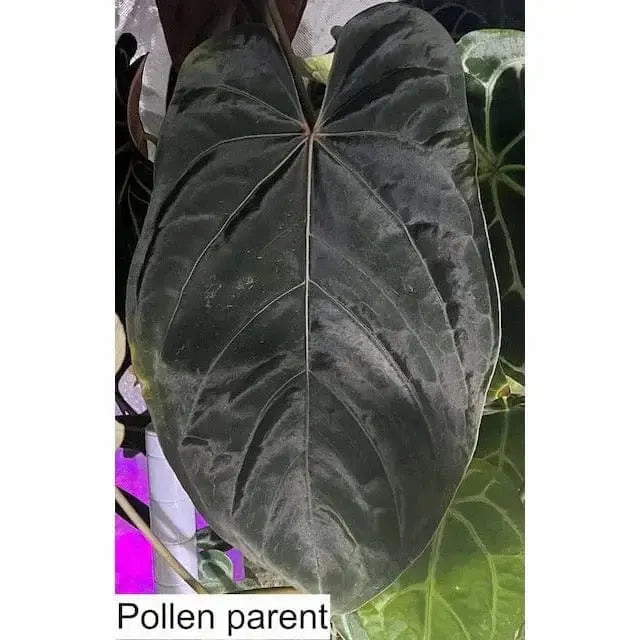 Anthurium magnificum x BHP