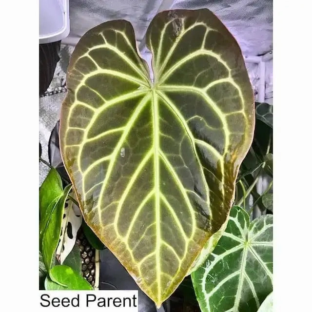 Anthurium magnificum x BHP