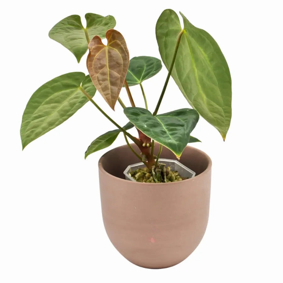 Anthurium magnificum x BHP