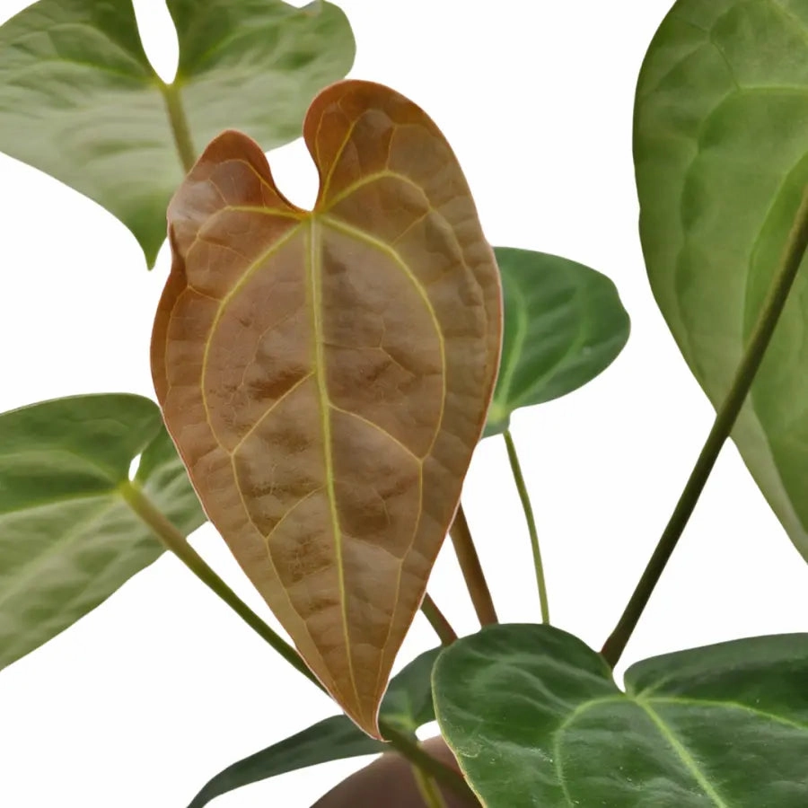 Anthurium magnificum x BHP