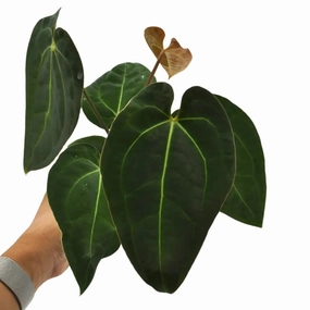 Anthurium magnificum x BHP large flower pot  
