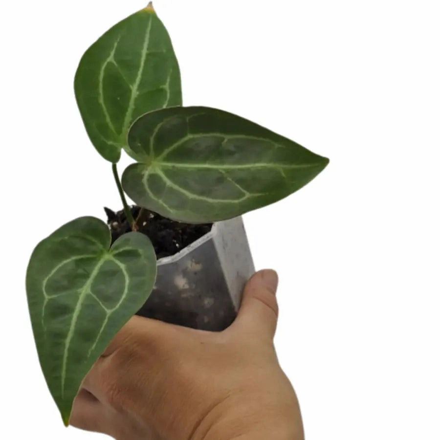 Anthurium magnificum x grande