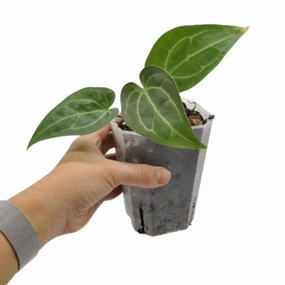 Anthurium magnificum x grande large flower pot  