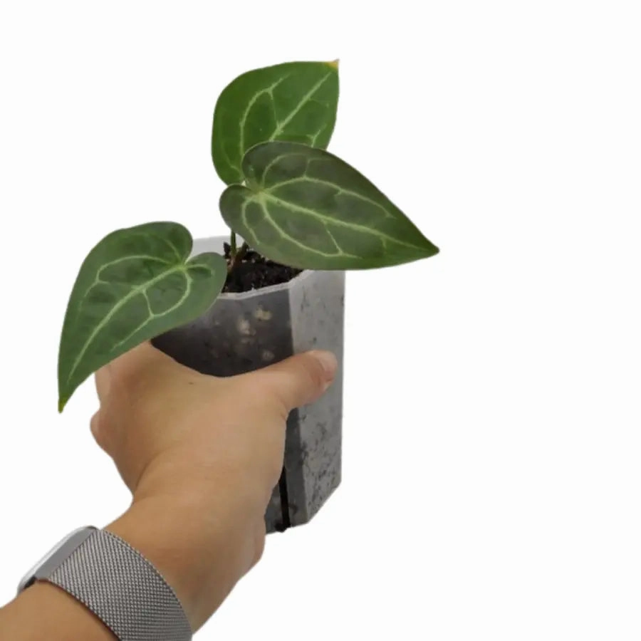 Anthurium magnificum x grande