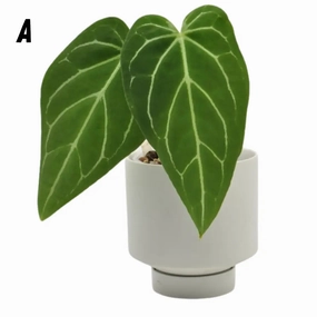 Anthurium magnificum x large flower pot  
