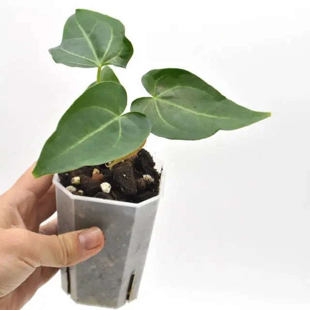 Anthurium magnificum x panamense
