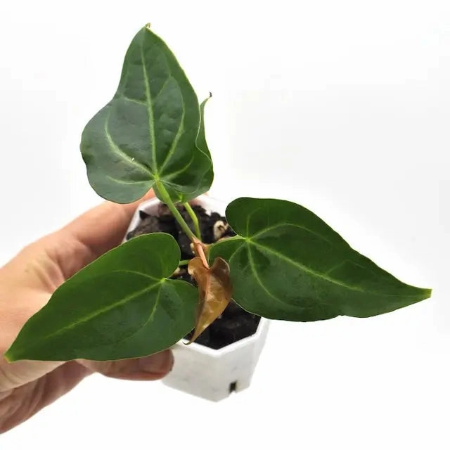 Anthurium magnificum x panamense