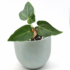 Anthurium magnificum x panamense large flower pot  