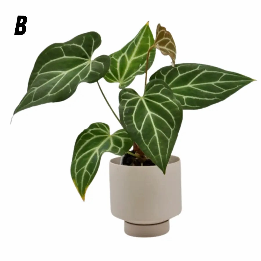 Anthurium magnificum x