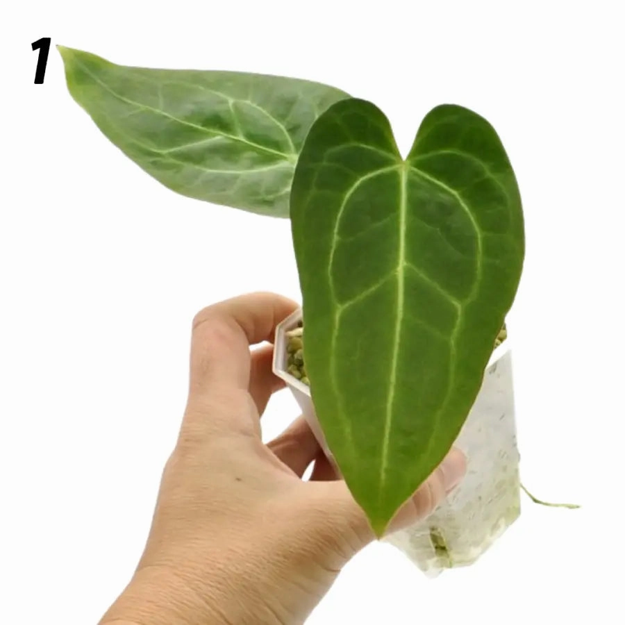 Anthurium Magnificum x Sanguineum