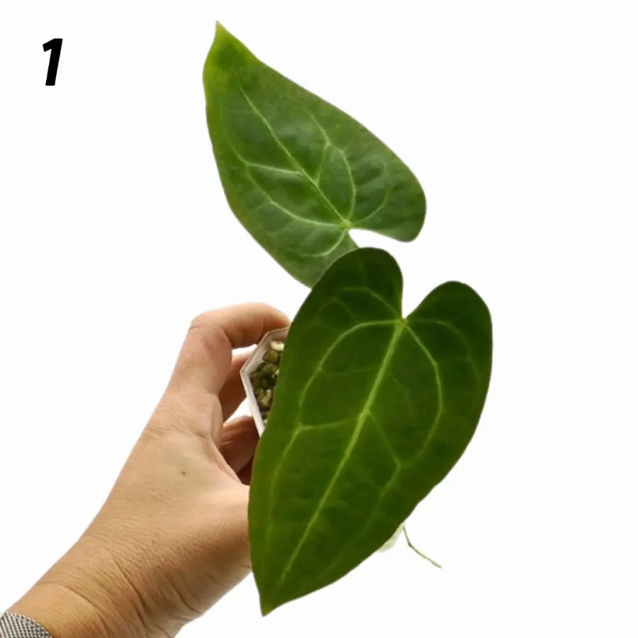 Anthurium Magnificum x Sanguineum