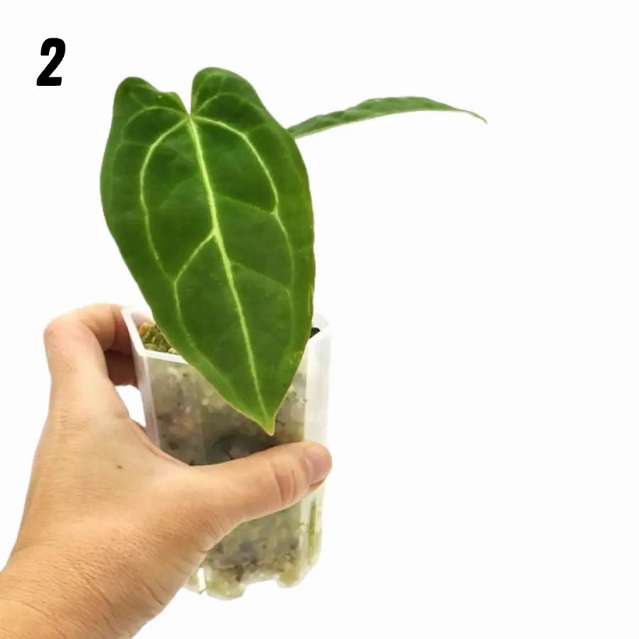 Anthurium Magnificum x Sanguineum