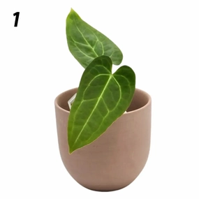 Anthurium Magnificum x Sanguineum large flower pot  