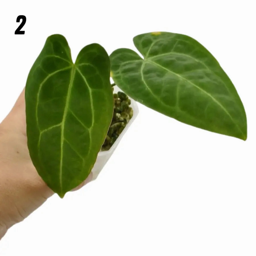 Anthurium Magnificum x Sanguineum