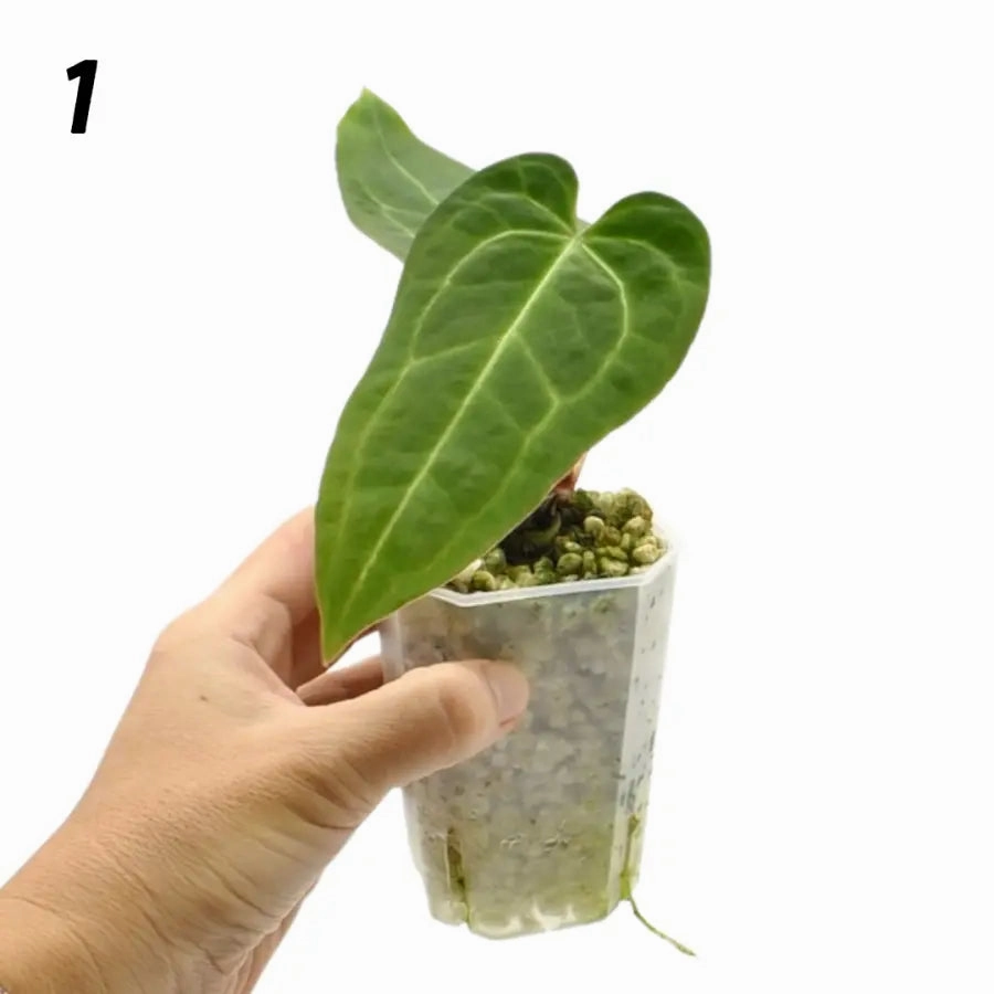 Anthurium Magnificum x Sanguineum