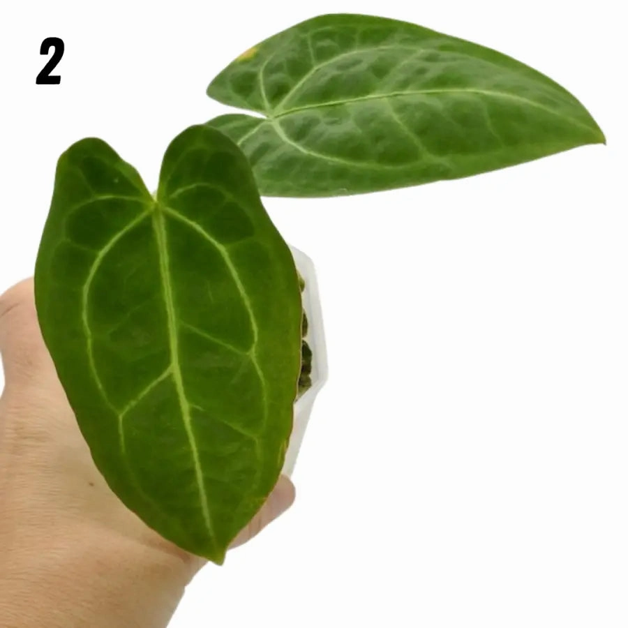 Anthurium Magnificum x Sanguineum