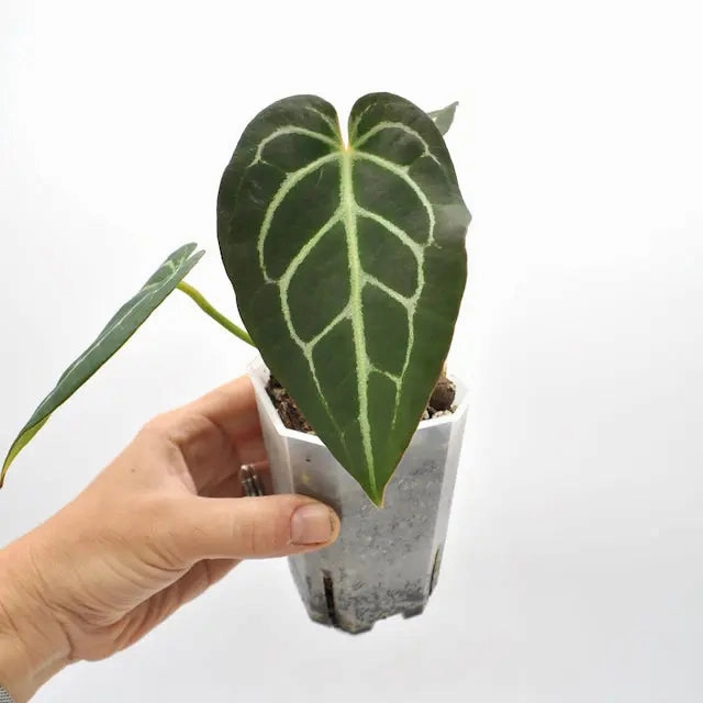 Anthurium magnificum x seedling