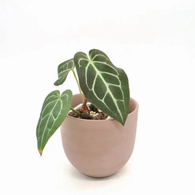 Anthurium magnificum x seedling large flower pot  