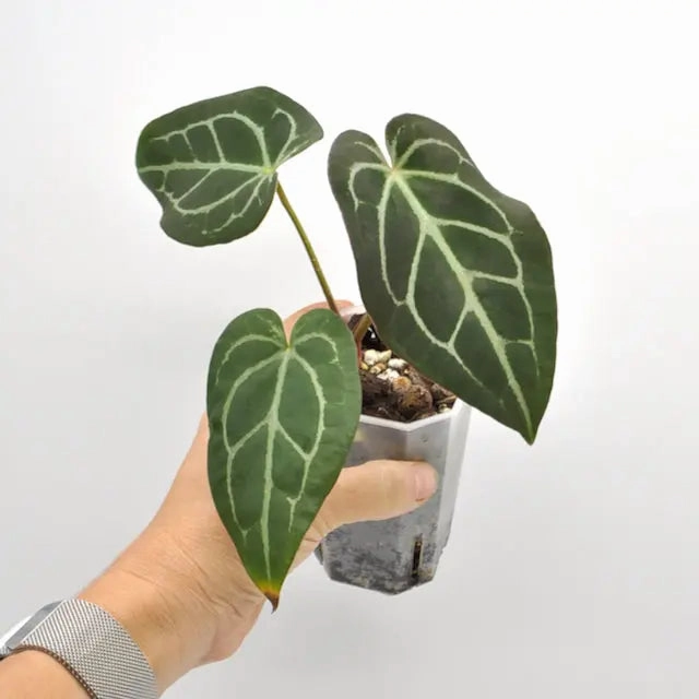 Anthurium magnificum x seedling
