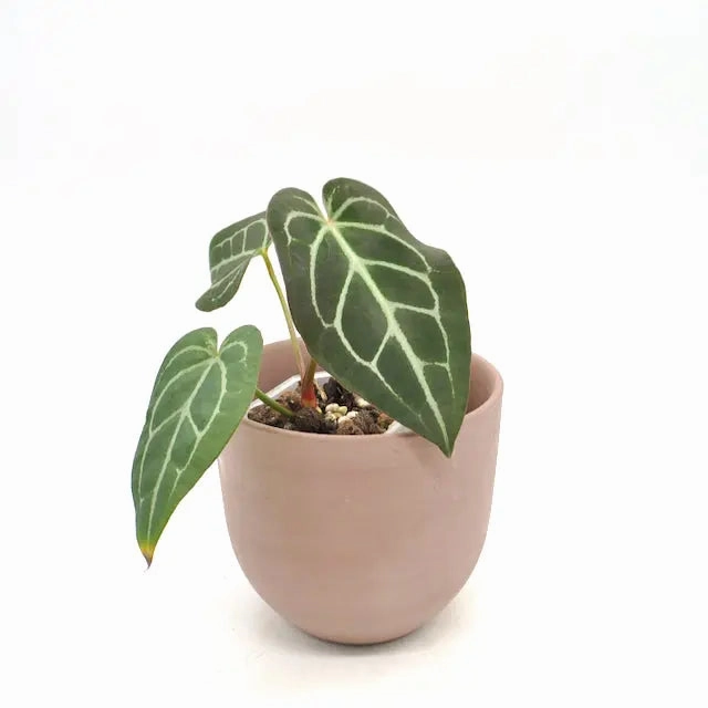 Anthurium magnificum x seedling large flower pot  