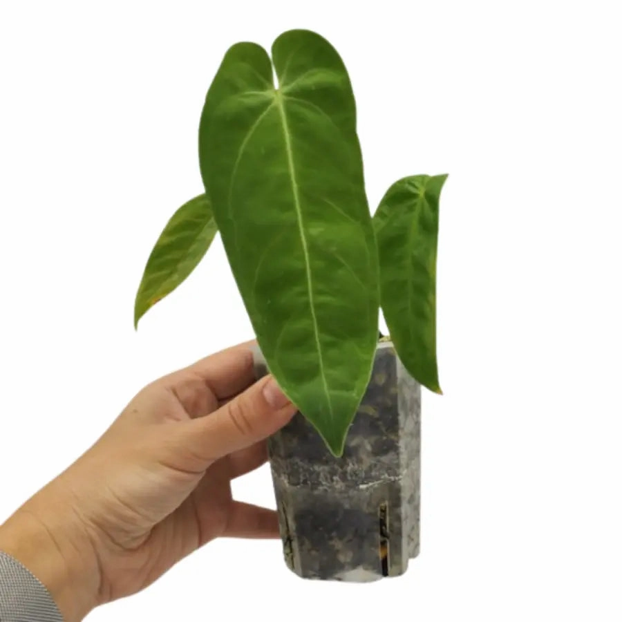 Anthurium marmoratum