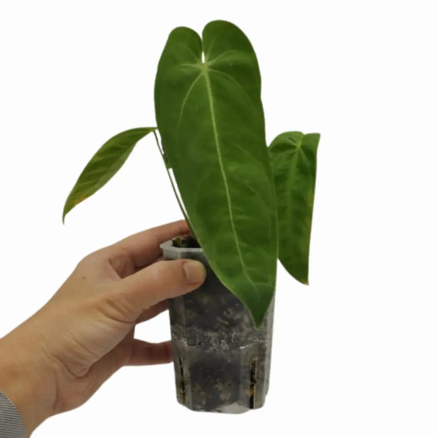 Anthurium marmoratum