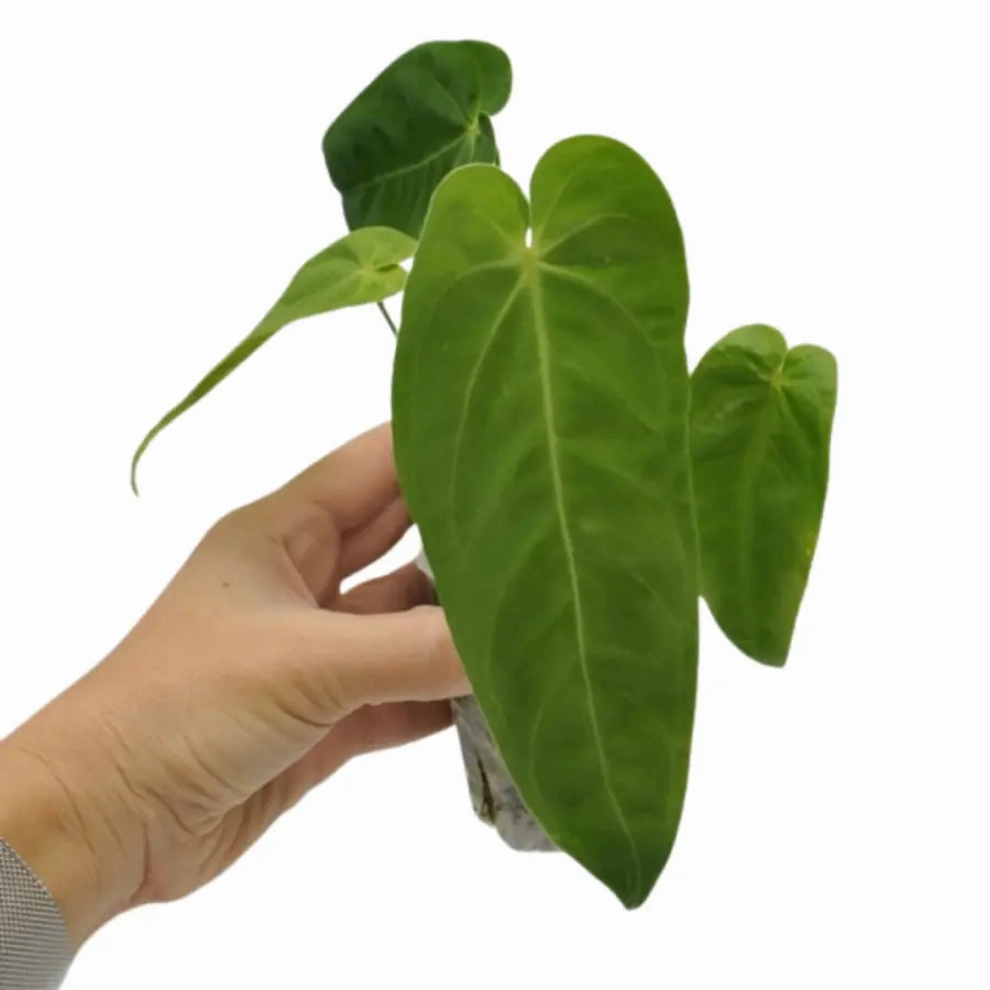 Anthurium marmoratum