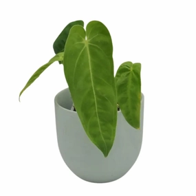 Anthurium marmoratum large flower pot  