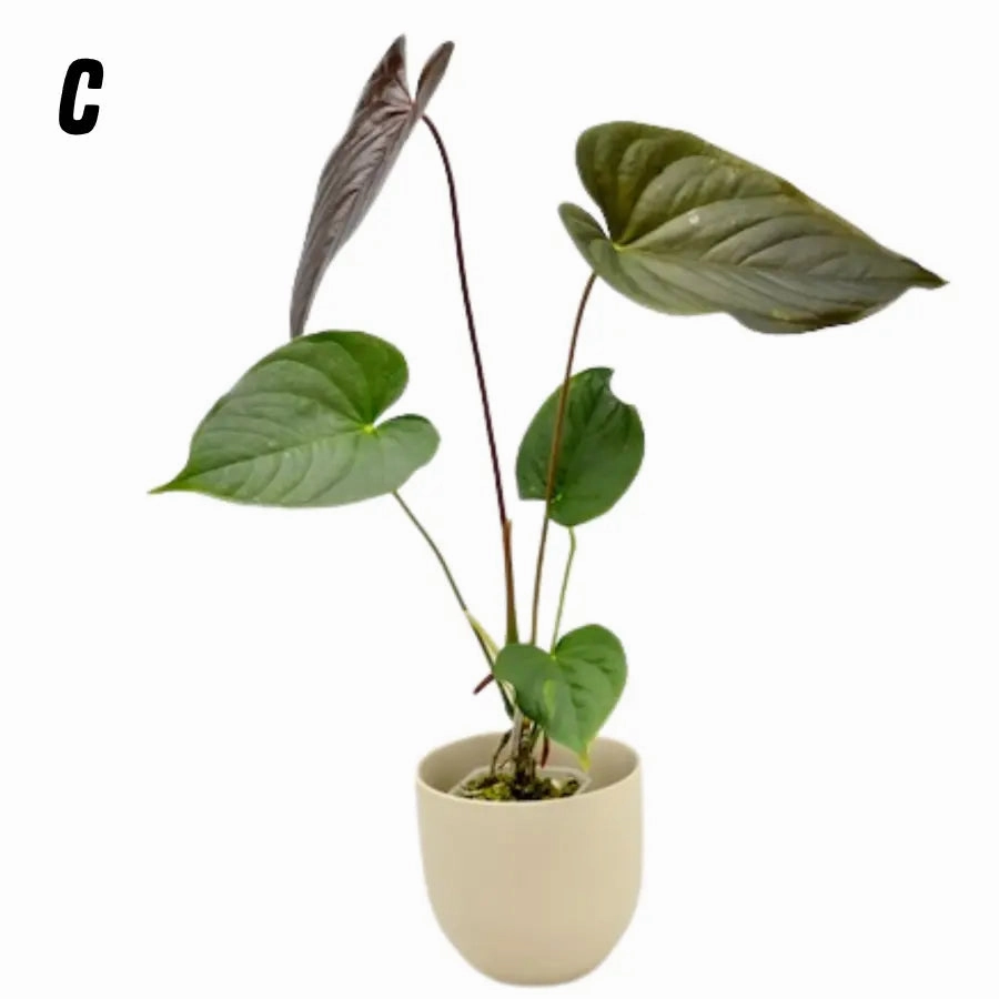 Anthurium Moodeanum