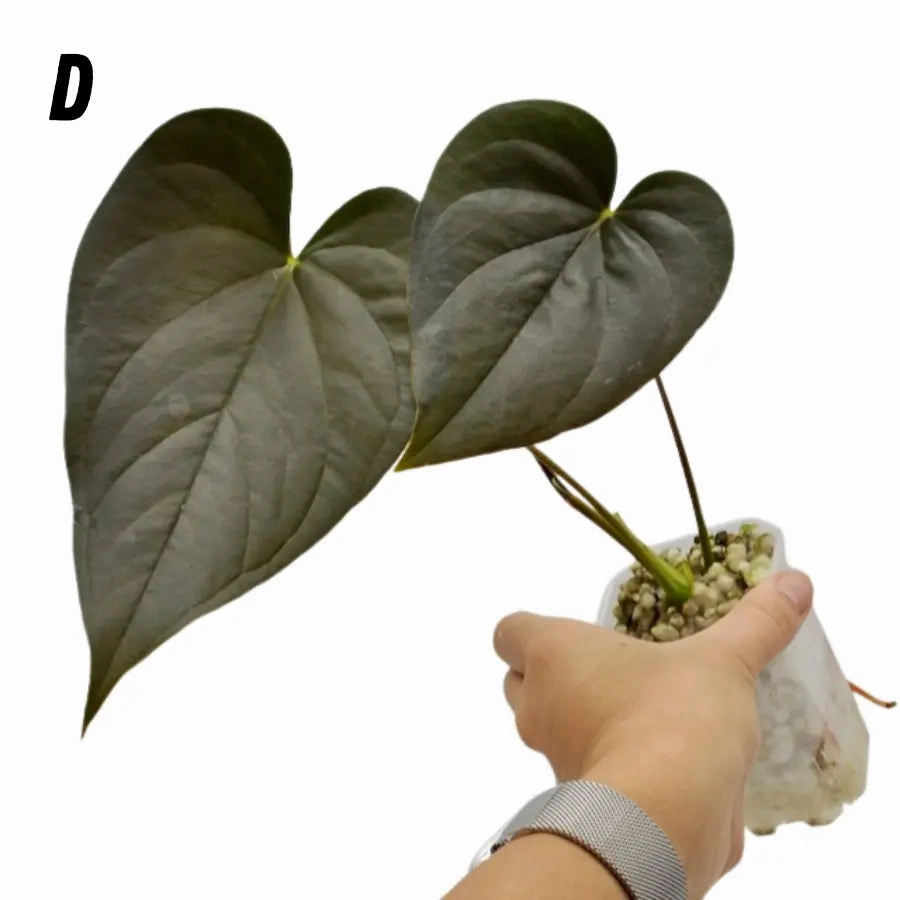 Anthurium Moodeanum