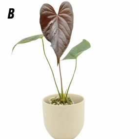 Anthurium Moodeanum large flower pot  