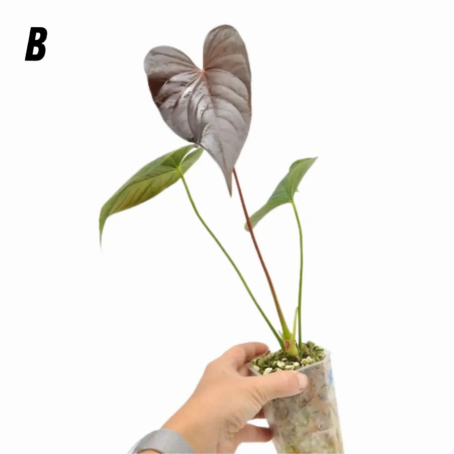 Anthurium Moodeanum