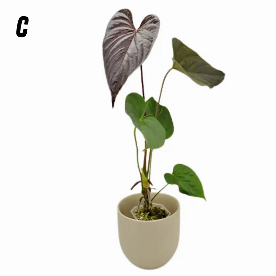 Anthurium Moodeanum