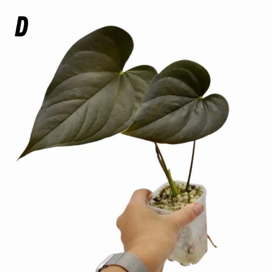 Anthurium Moodeanum