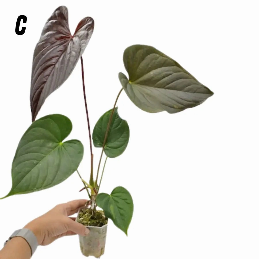 Anthurium Moodeanum