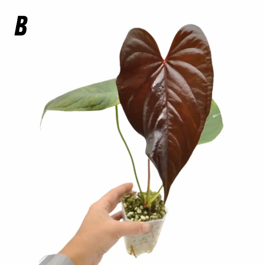 Anthurium Moodeanum